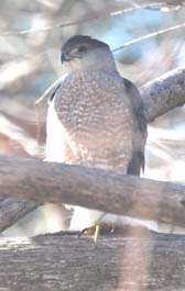 Rufous Hawk Year 2017